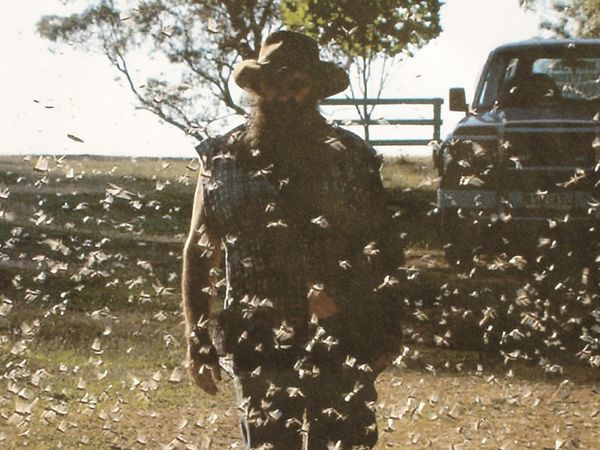 Return of the Bible Plagues - Mosquitos