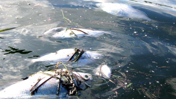 Return of the Bible Plagues - Deadly Waters