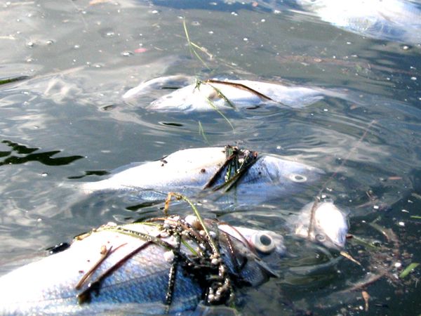 Return of the Bible Plagues - Deadly Waters