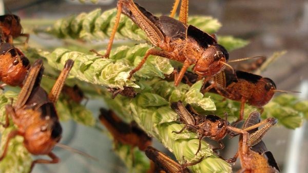 Return of the Bible Plagues - Locusts