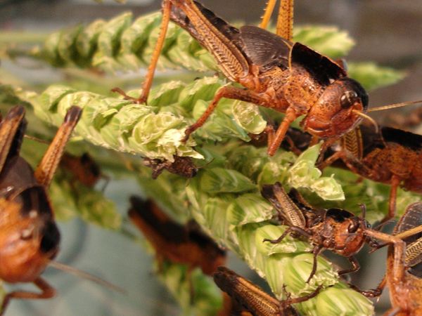 Return of the Bible Plagues - Locusts