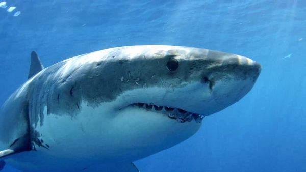Escuadrón tiburón - Shark Squad: ¿Qué tan inteligentes son los tiburones? LAS