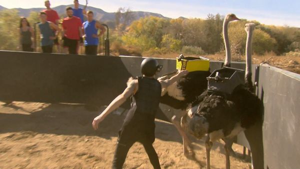 Fear Factor MTV - Enfrentamiento de las estrellas de la música