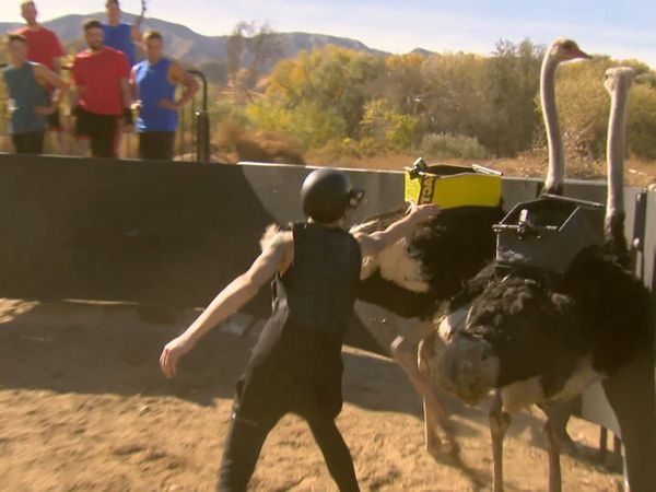 Fear Factor MTV - Enfrentamiento de las estrellas de la música