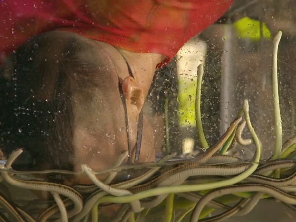 Fear Factor MTV - Juegos de fiesta