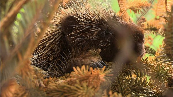 City Wildlife Rescue - Episode 7