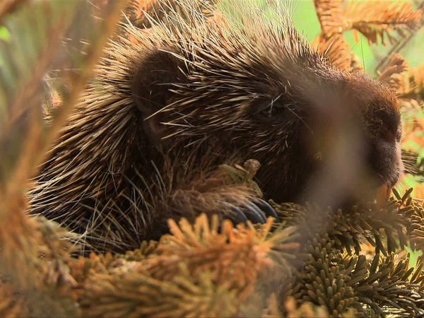 City Wildlife Rescue - Episode 7