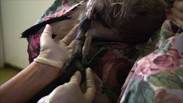 City Wildlife Rescue - Episode 8