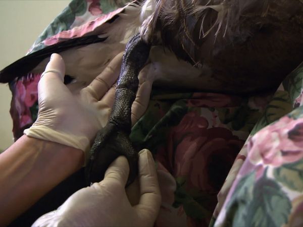City Wildlife Rescue - Episode 8
