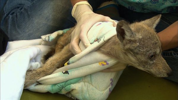 City Wildlife Rescue - Episode 4