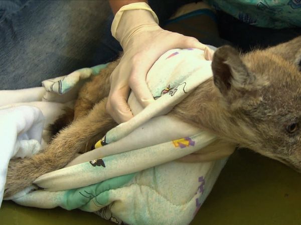 City Wildlife Rescue - Episode 4