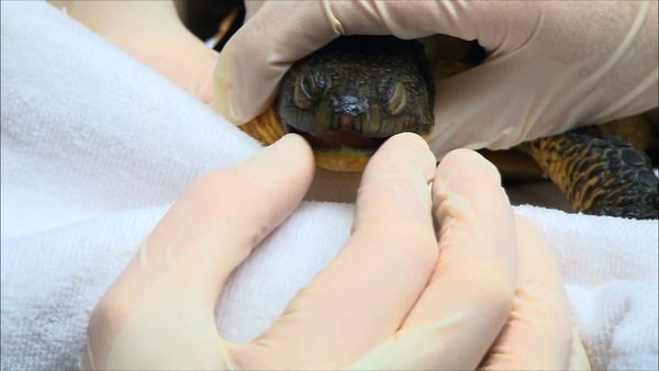 City Wildlife Rescue - Episode 12
