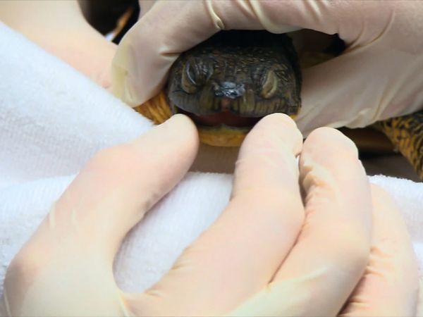 City Wildlife Rescue - Episode 12