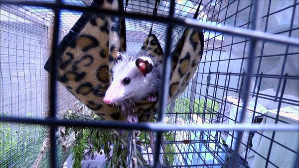 City Wildlife Rescue - Episode 6