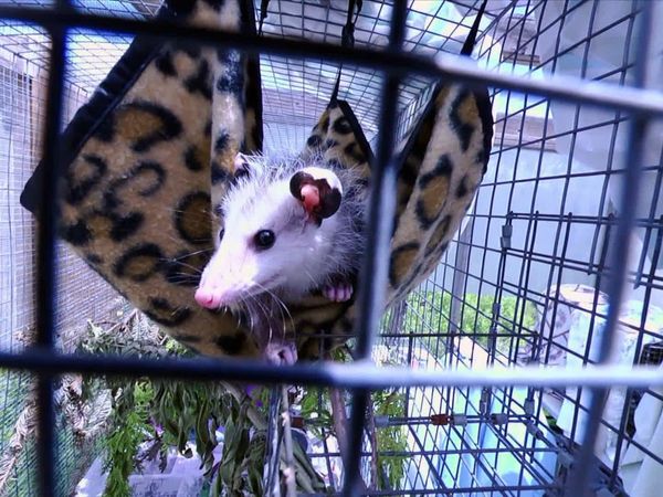 City Wildlife Rescue - Episode 6