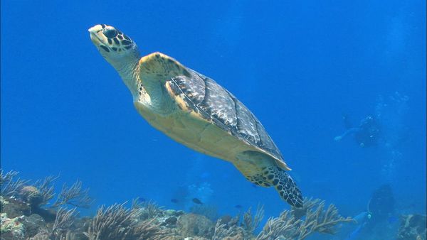 Great Lakes Wild - Helping out Endangered Species