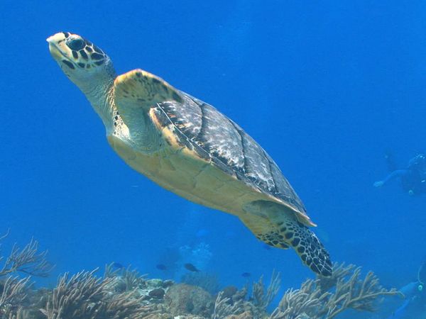 Great Lakes Wild - Helping out Endangered Species