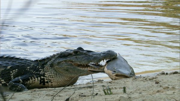 Animal River Challenge - Day of the Cayman