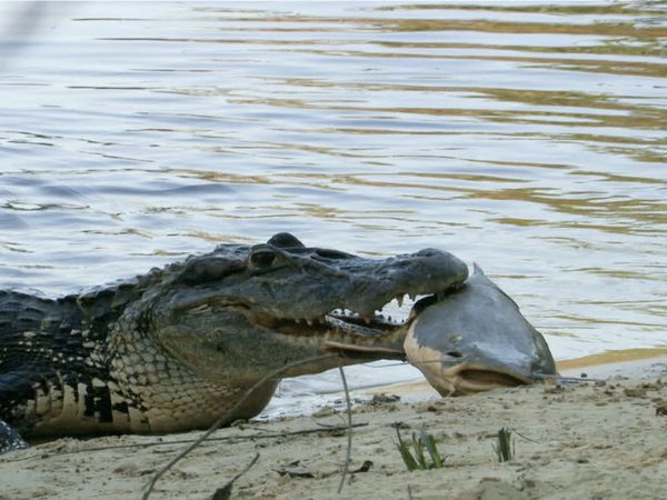 Animal River Challenge - Day of the Cayman