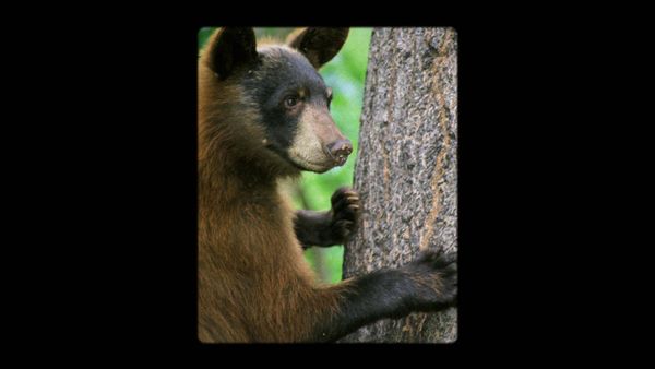 Boogeymen - Bearilla