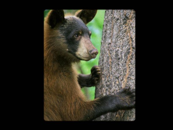 Boogeymen - Bearilla
