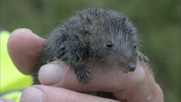 Australia's Wild Places - The Australian Alps
