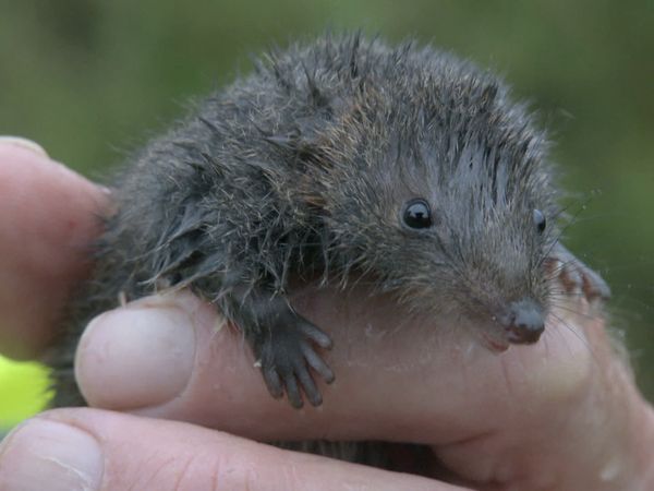 Australia's Wild Places - The Australian Alps