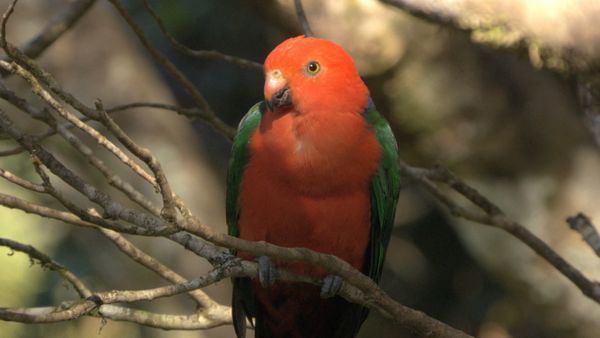 Australia's Wild Places - The Rainforest