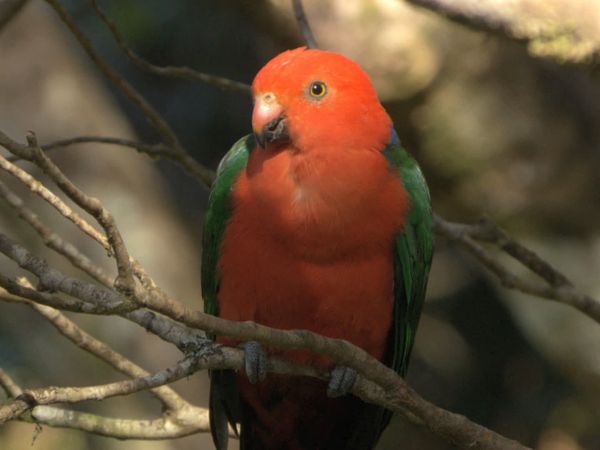 Australia's Wild Places - The Rainforest