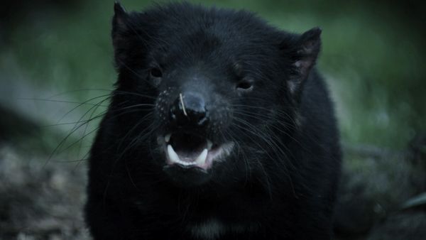 Australia's Wild Places - The Island of the Devil