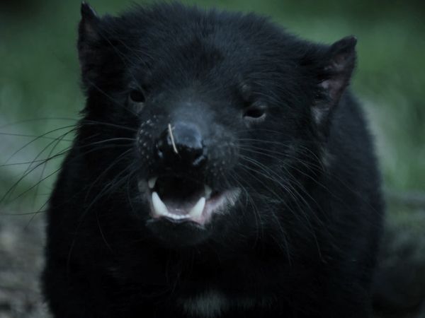 Australia's Wild Places - The Island of the Devil