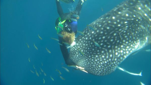 Australia's Wild Places - The Coast of the Whalesharks