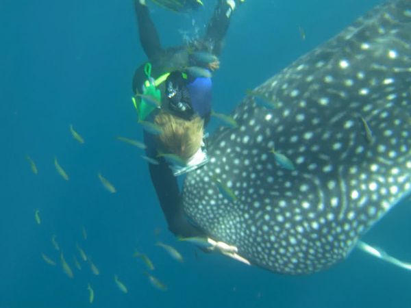 Australia's Wild Places - The Coast of the Whalesharks