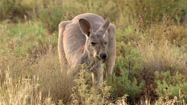 Australia's Wild Places - The Red Desert