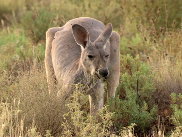 Australia's Wild Places - The Red Desert