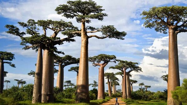 El Mundo Es Tuyo - Madagascar – New Orleans - Edinburgo