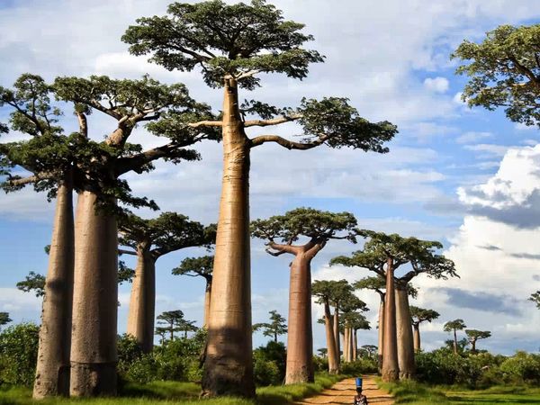 El Mundo Es Tuyo - Madagascar – New Orleans - Edinburgo