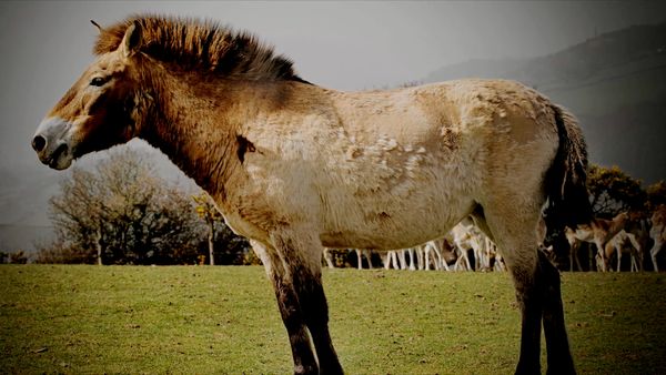 Great Horses of the World - Tarpan: Repainting an Ancient Picture