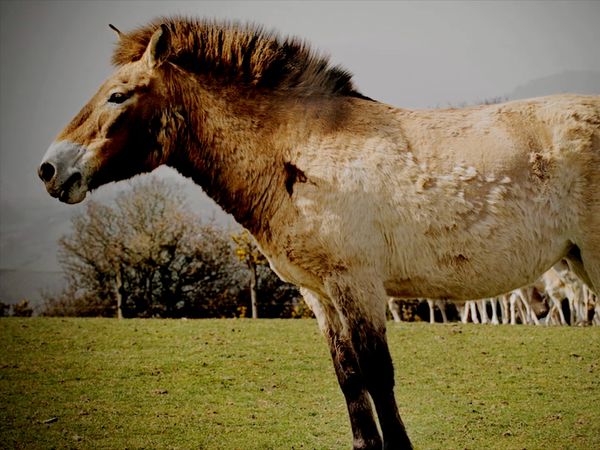 Great Horses of the World - Tarpan: Repainting an Ancient Picture