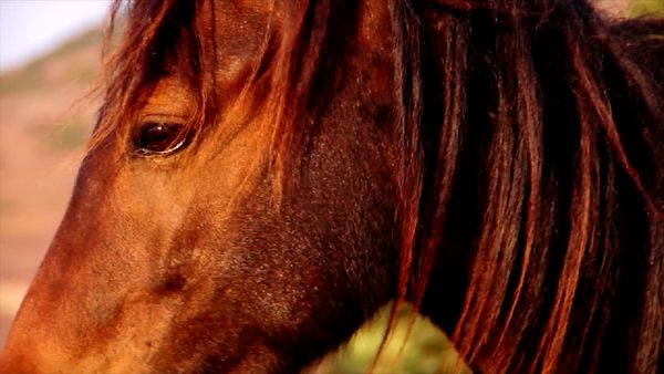 Great Horses of the World - Of Kings and Gods: The Skyros Horse