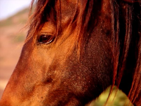 Great Horses of the World - Of Kings and Gods: The Skyros Horse