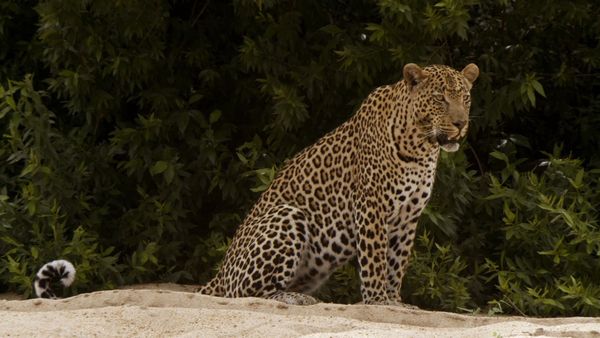 Africa River Wild - Sand River