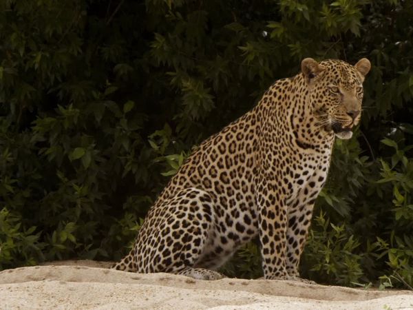 Africa River Wild - Sand River