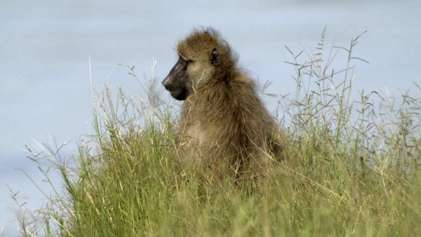 Africa River Wild - Luangwa River