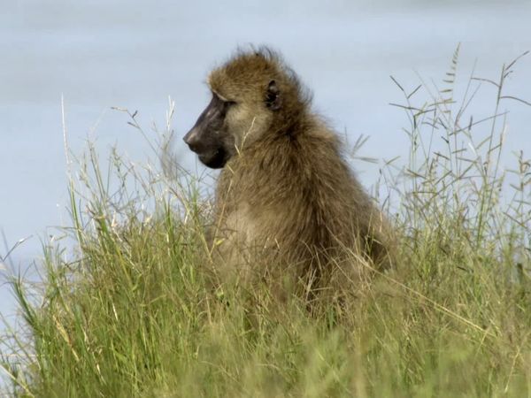 Africa River Wild - Luangwa River