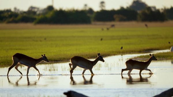 Africa River Wild - Okavango River
