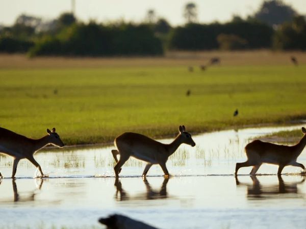 Africa River Wild - Okavango River