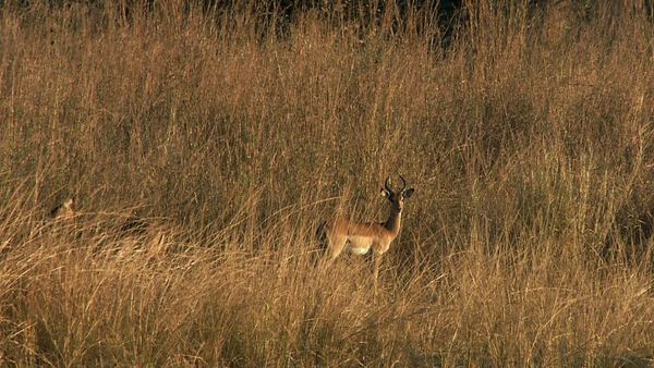 Africa River Wild - Limpopo River