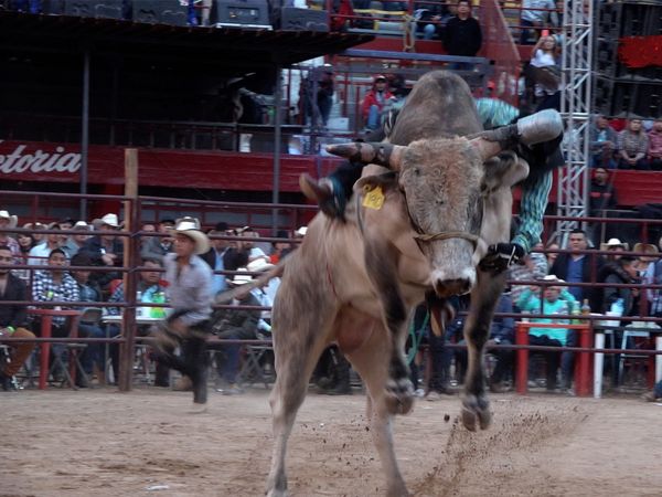 Liga Mexicana de Jaripeo Profesional - 17
