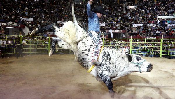 Liga Mexicana de Jaripeo Profesional - 13